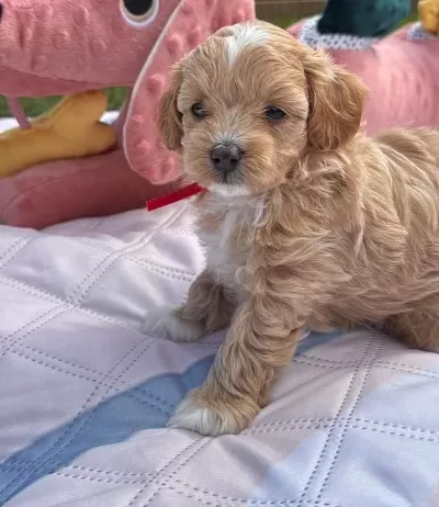 Mükemmel Güzellikteki Maltipoo Yavrularimiz