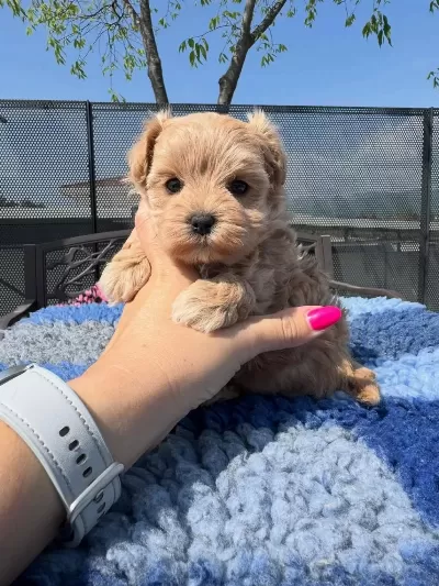 Dünya Tatlisi Maltipoo Yavrulari