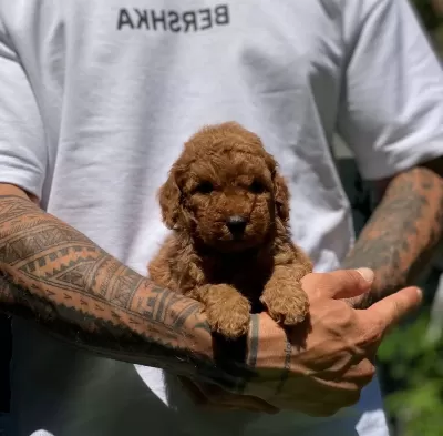 Numara Toy Poodle Yavrular Büyümez Tüy Dökmez