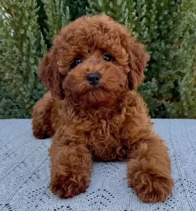 Poodle Bebekler Vonalp Çi̇ftli̇kten