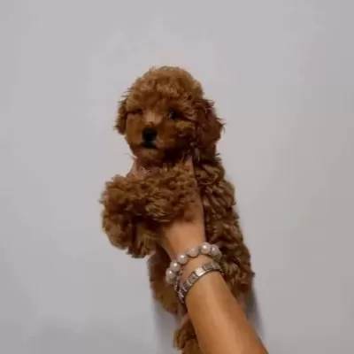 Toy Poodle Sevi̇mli̇ Yavrular