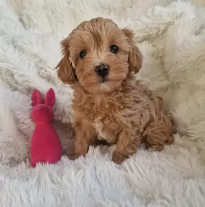 Sevimli Maltipoo Yavrularimiz