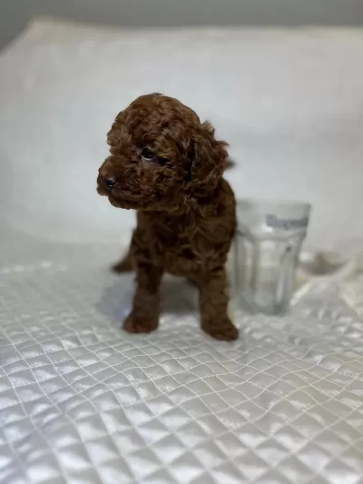 Orijinal Toy Poodle Bebekler