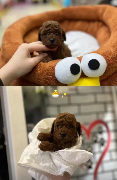 Harika Toy Poodle Bebekler
