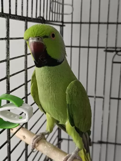 Alexander İle Takaslık Kuşumuz