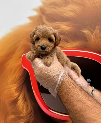Oyuncak Surat Malti̇poo Yavrularimiz