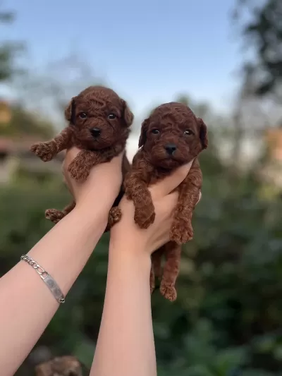 Sağlıklı Toy Poodle Bebekler