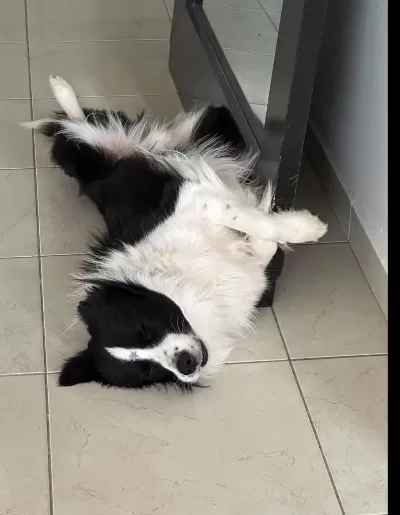 Evinizin Yeni Üyesi Border Collie Kapıda Ödeme Vardır