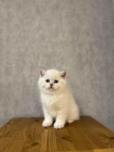 British Shorthair Silver Yavrularim