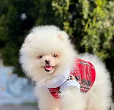 Pomeranian Boo Safkan Belgeli Ayı Tip Yavrularımız