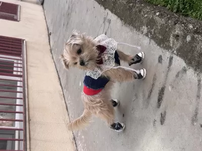 İnsan Canlısı Köpeğimiz Mars