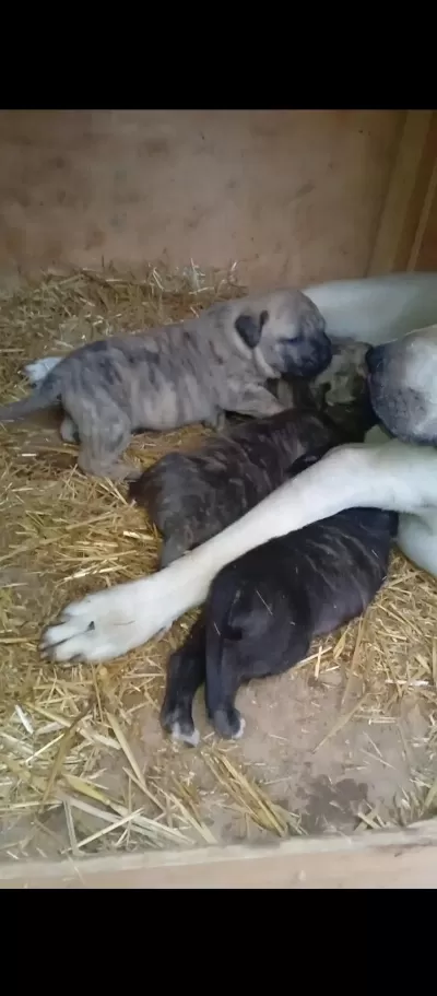 Sağlam Kan Presa Canario Yavru