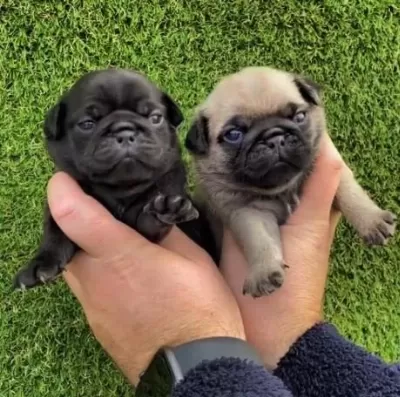 İrk Ve Sağlik Garantili Köpekler