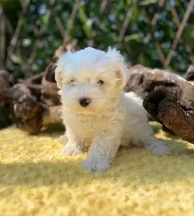Kar Beyaz Harika Güzellikte Maltese Terrier Yavrular