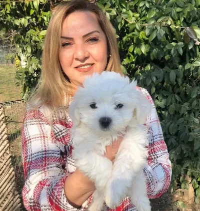 Pamuk Şeker Maltese Terrier Yavrularımız