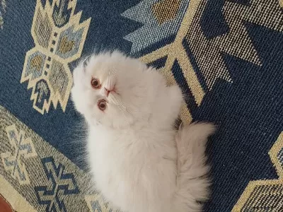 Kedilerimiz İçin Ulaşın