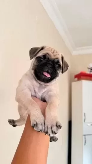 İrk Ve Sağlik Garantili Pug