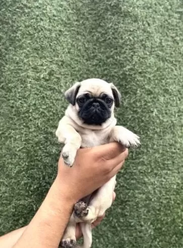 İrk Ve Sağlik Garantili Pug