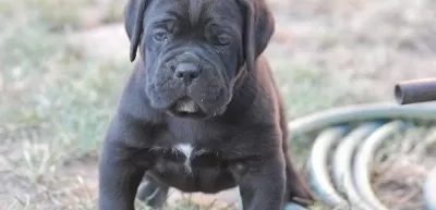 Irkının En Iyisi Cane Corso Yavrularım