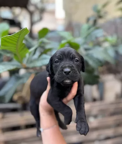 Blue Ve Siyah Hazır Corso Yavrular