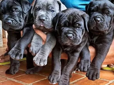 Irk Ve Sağlik Garanti̇li̇ Cane Corso Yavrular
