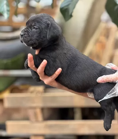 Muhteşem Anatomiye Sahip Cane Corso Yavrularım