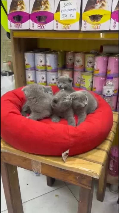 British Shorthair Yavrular İrk Ve Sağlık Garantili