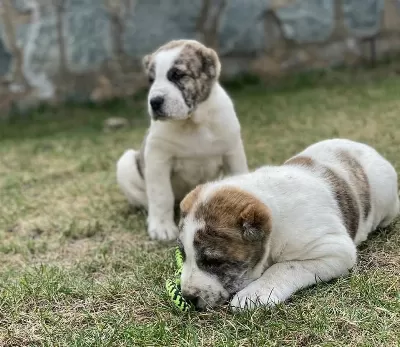 Bu Yavrulari Kaçiran Pişman Olur