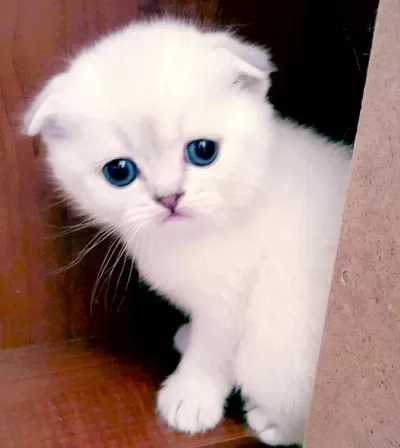 Safkan Sağlıklı Scottish Fold Yavru