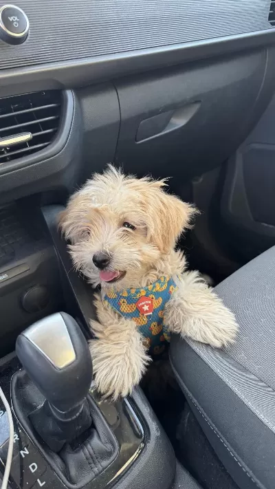 Harika En Uygun Maltipoo