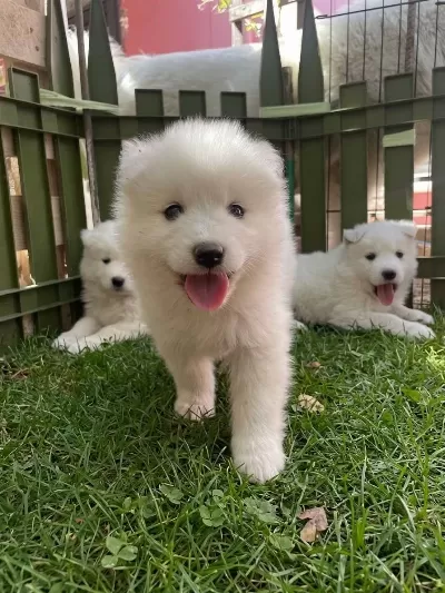 Kartopu Samoyedler İçin Son Firsat
