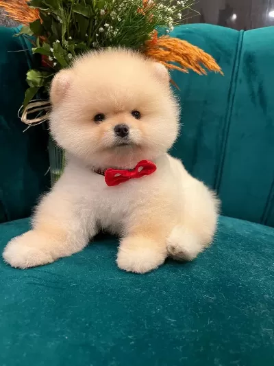 Anne Babadan Safkan Pomeranian Yavrularımız