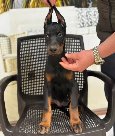 Doberman Yavrularimiz Hazirdir