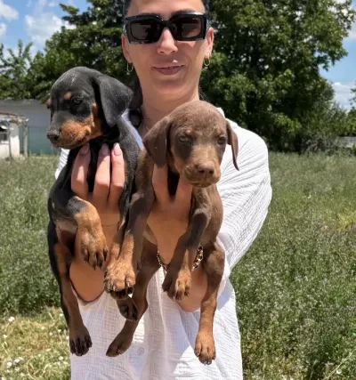 Doberman Yavrularım Sağlık Ve Garantilidir