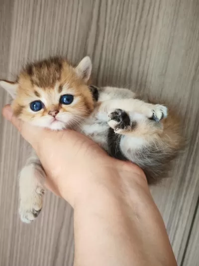 Ny 25 Tatlı Bir Minnoş Oğlan British Shorthair