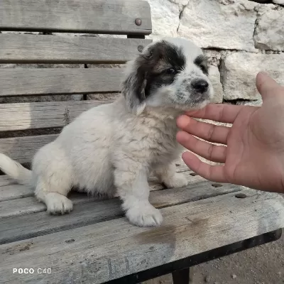 Fino Yavru Köpeğimiz Kayseri
