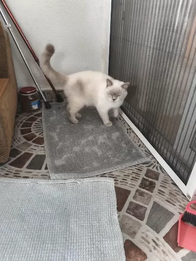 1 Yaşında Erkek Kedimiz Sahiplendirilecek