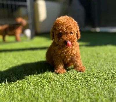 Toy Poodle Yavrular Bakimli Veteriner Kontrollü