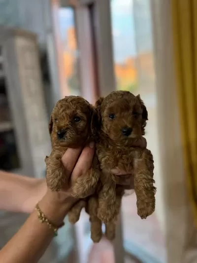 Toy Poodle Yavrular Aşili Sağlikli Karneli