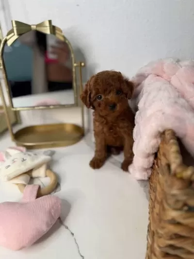 Toy Poodle Köpekleri