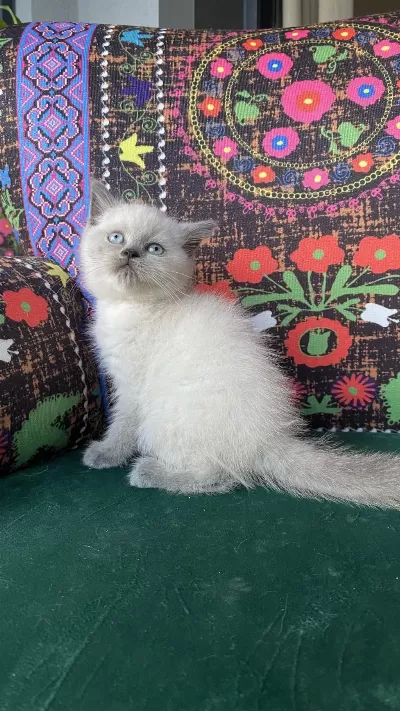 A Kalite Blue Point Yavru British Shorthair