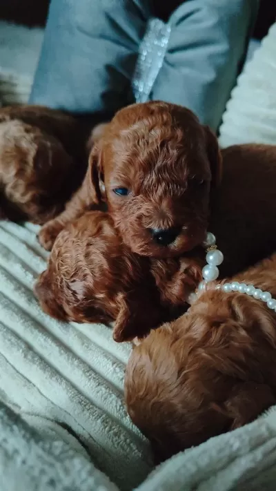 Harika Toy Poodle Yavrular