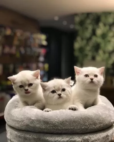 British Shorthair Silver Yavrularim