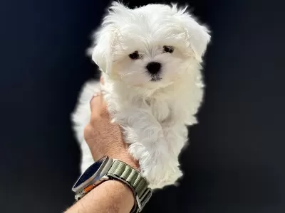Petmode Köpek Çiftliğinde Ziyarete Açık Kore Maltese