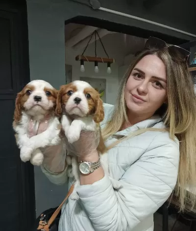 Mükemmel Cavalier King Charles Yavrularimiz