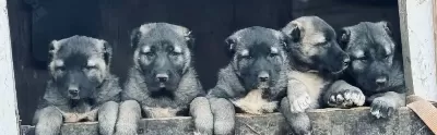 Sivas Merkez Den Safkan Kangal Yavruları Yurt I Çi Ve Dışına Gönderim