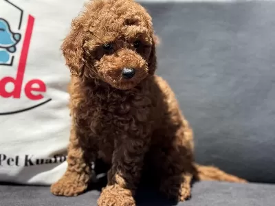 Petmode Köpek Çiftliğinde Ziyarete Açık Toy Poodle
