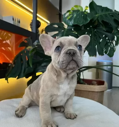 Egzoti̇k French Bulldog Yavrularim Hari̇ka Renkler Ve Anatomi̇