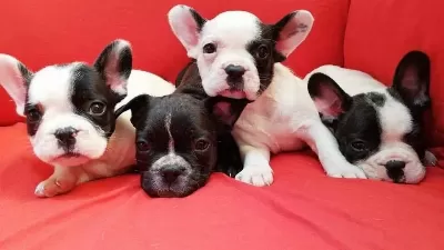 Fransiz Bulldog Yavrularimiz Hazirdir