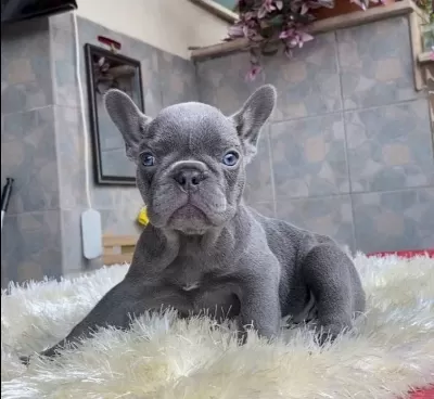 Egzoti K Blue French Bulldog Yavrularim Safkan